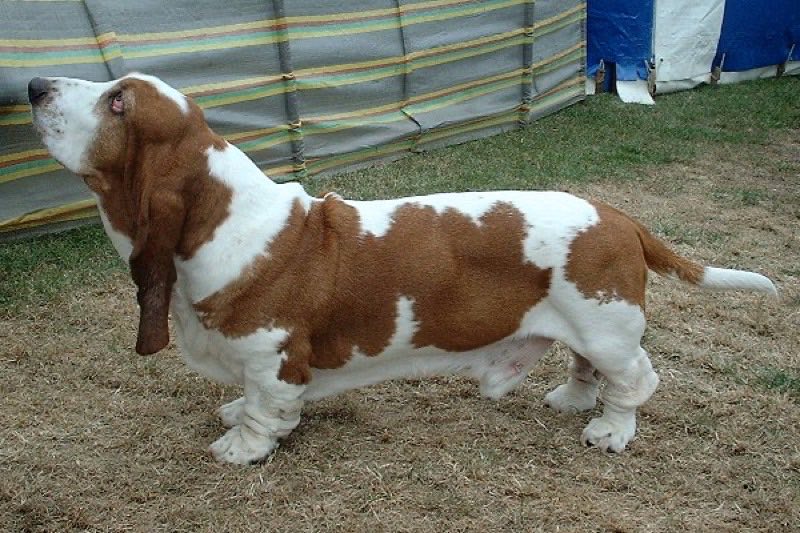 Basset Hound — perro