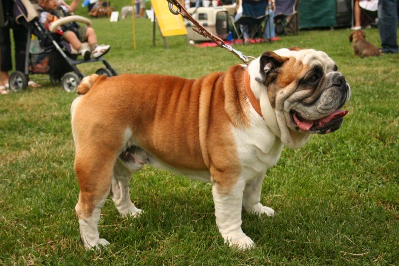 Bulldog Inglés — perro