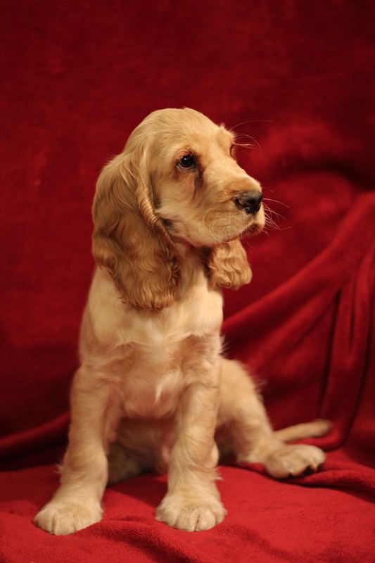 Cocker Spaniel Inglés — perro