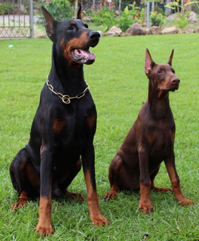 Dobermann — perro