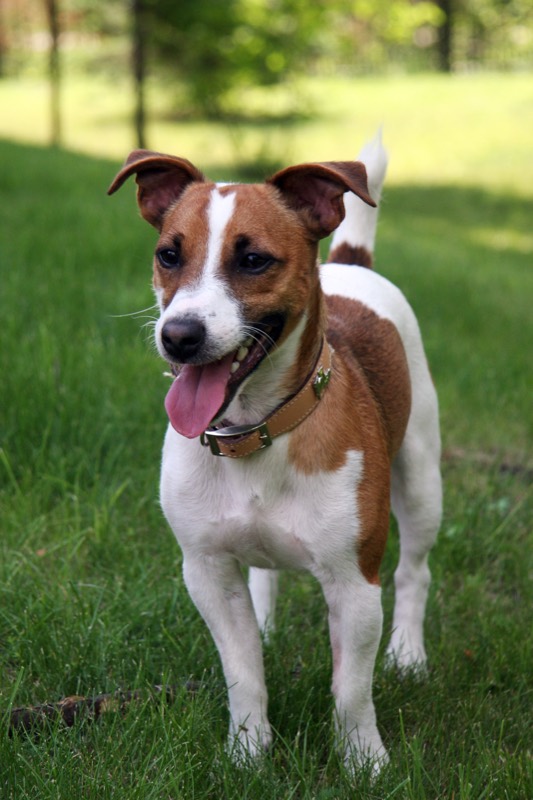 Jack Russell Terrier — perro