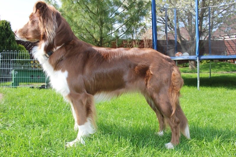 Pastor Australiano — perro