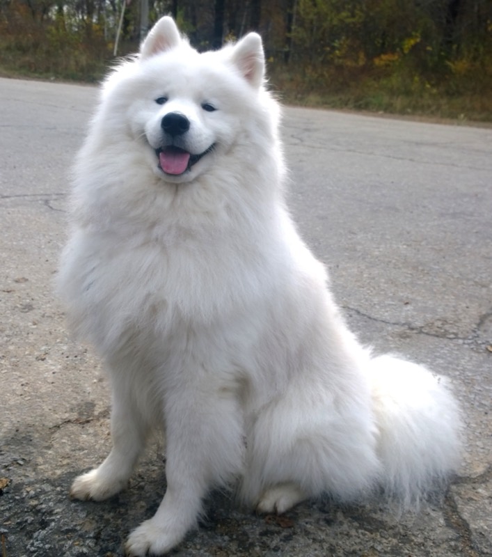 Samoyedo — perro