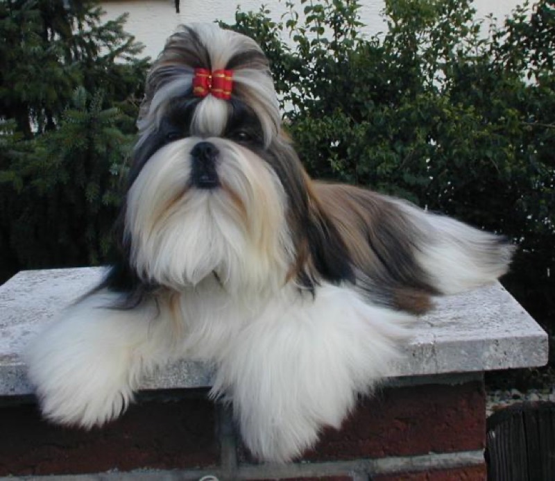 Shih Tzu — perro