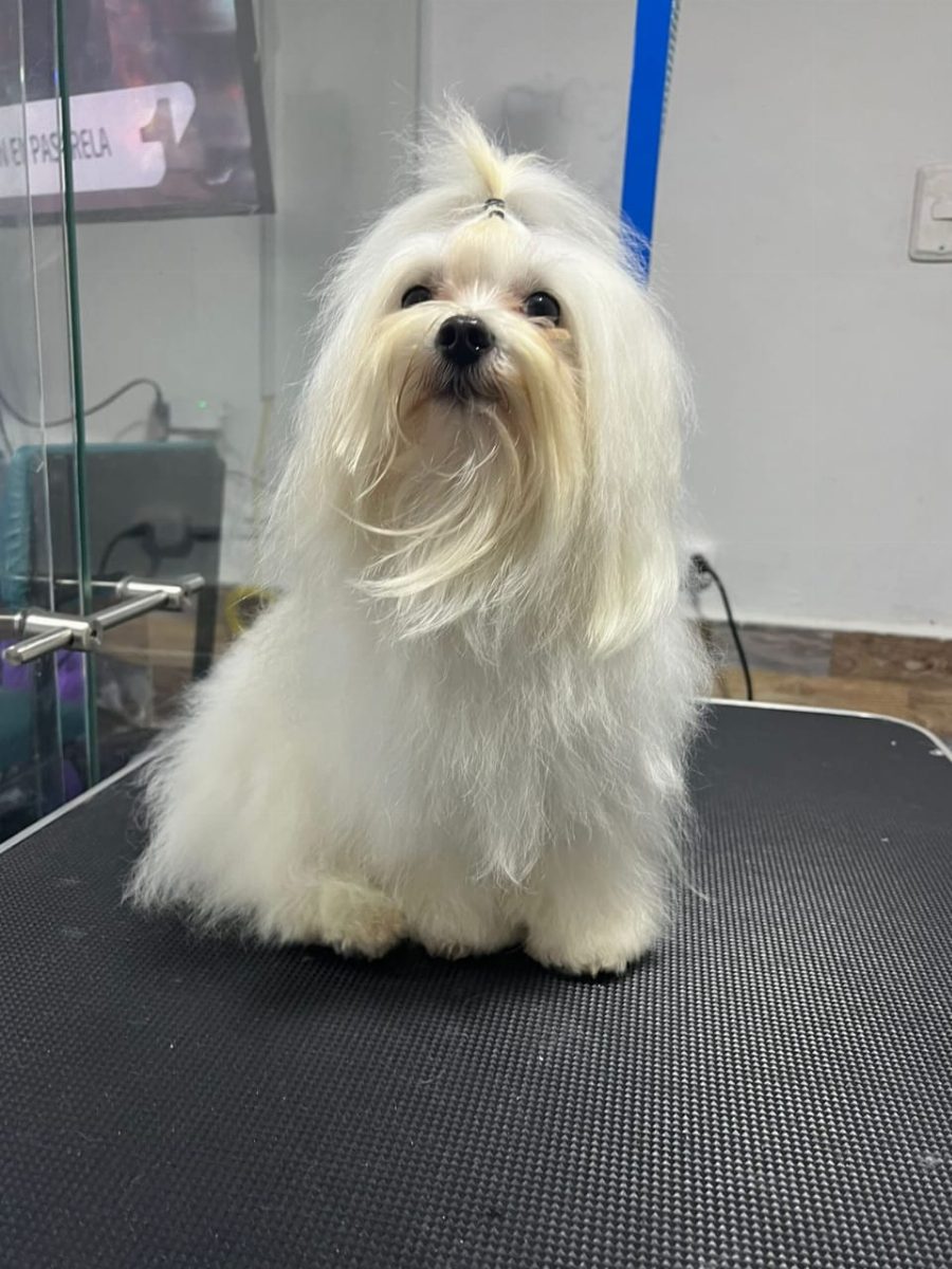 Bichón Maltés — perro