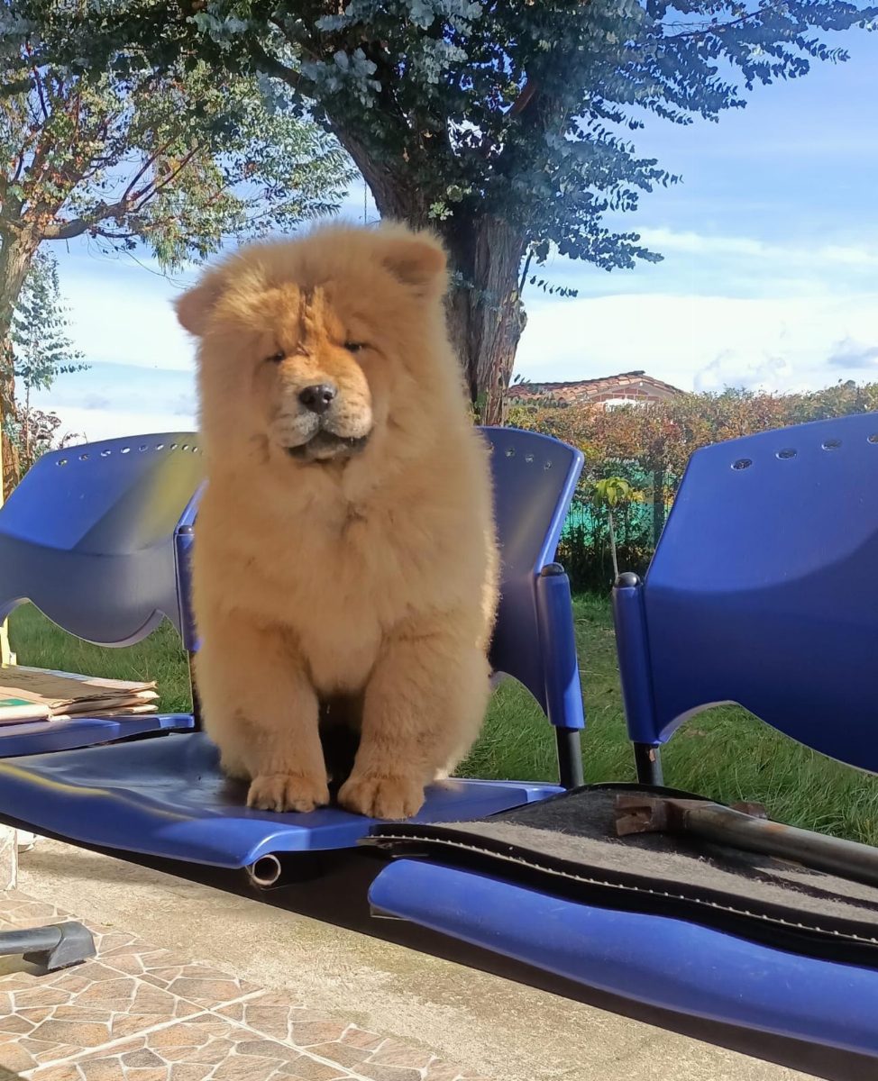 Chow Chow — perro