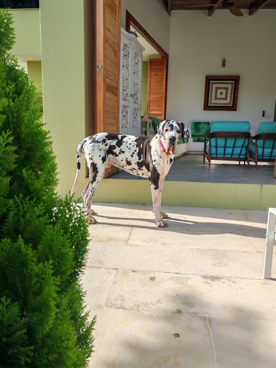 Gran Danés — perro