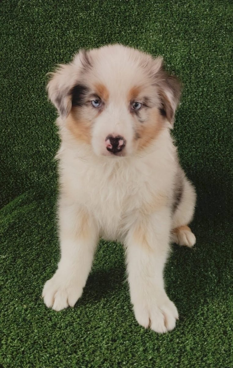 Pastor Australiano — perro