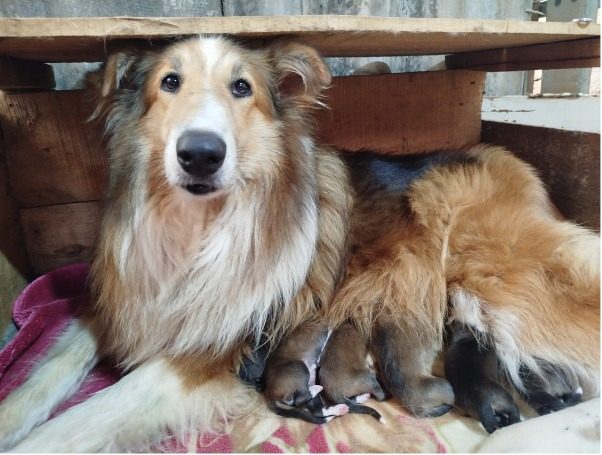 Pastor Collie — perro