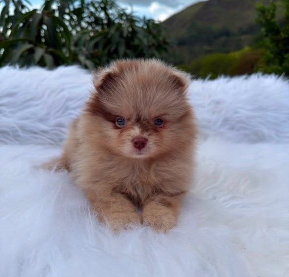 Pomerania — perro