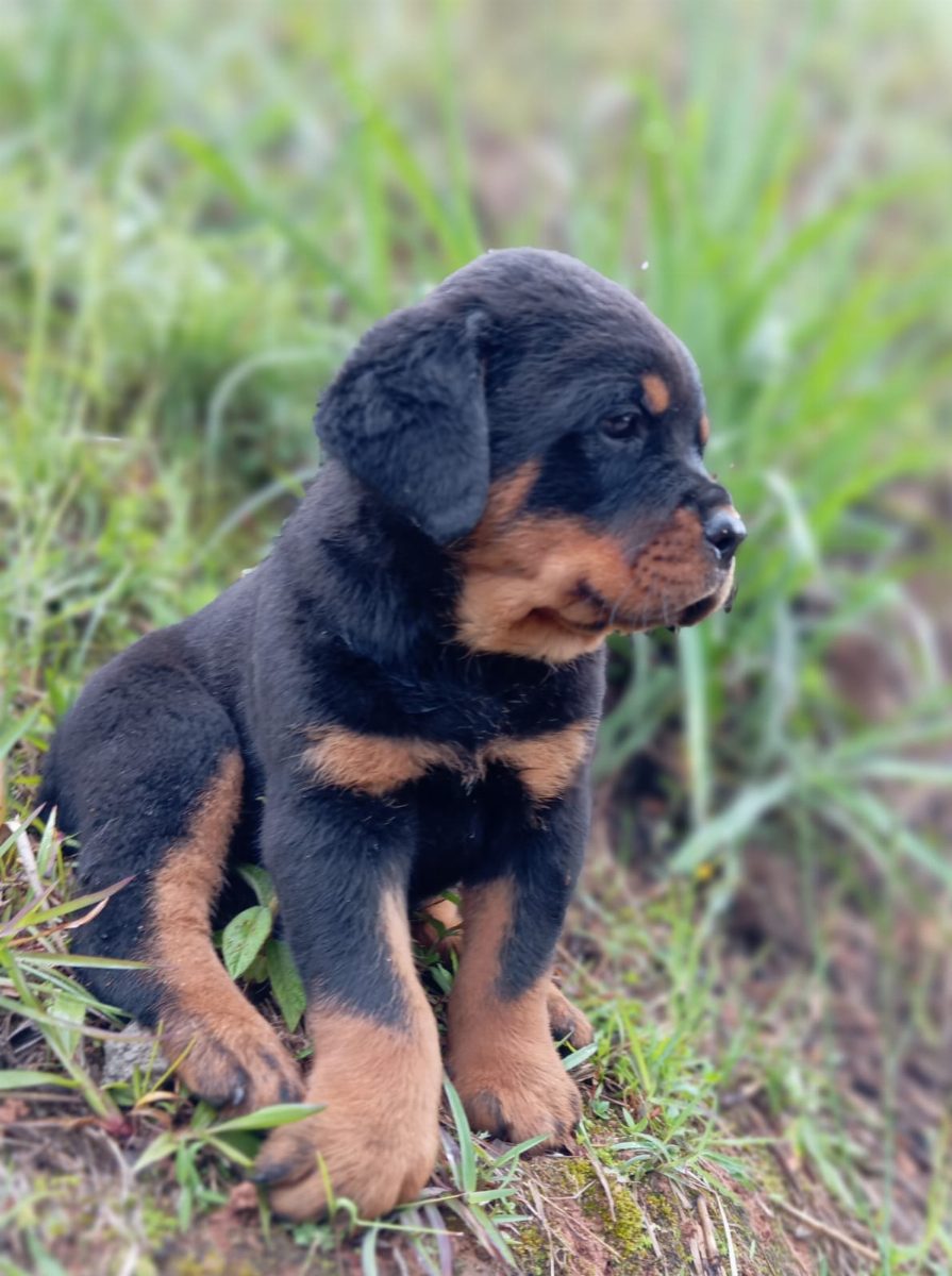 Rottweiler — perro