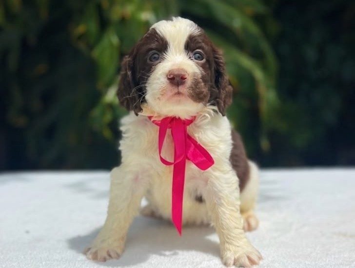 Springer Spaniel Inglés — perro